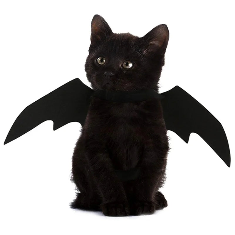 Ailes de Chauve-Souris Animaux